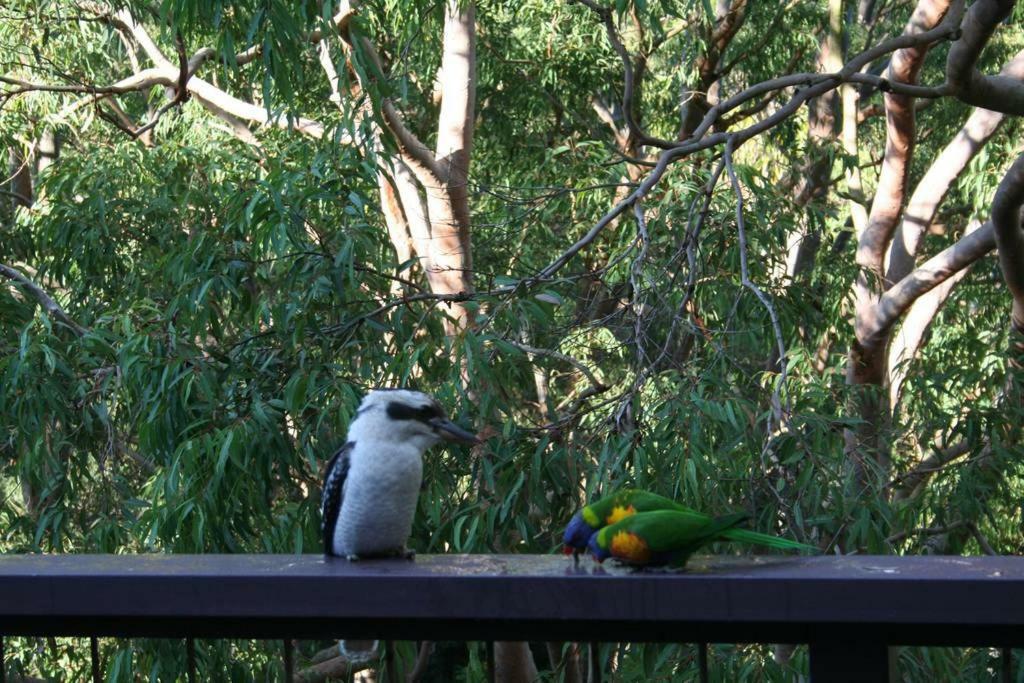 51 Beachcomber Avenue Brahmini Lodge Bundeena Exteriör bild